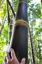 10 Black Male BAMBOO SEEDS - Dendrocalamus asper