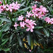 Oleander cuttings  for rooting (8)red or pink or mix 2025  season