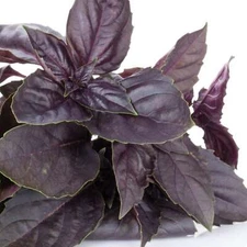 Purple Basil - Seeds - Organic - Non Gmo - Heirloom Seeds – Herb Seeds