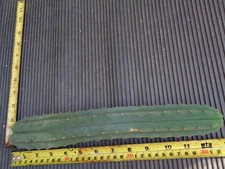 cactus cereus hcs1597