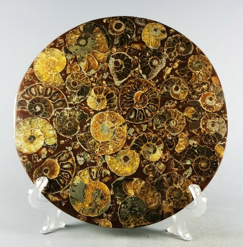 AMMONITE SHELL JURASSIC DISK HALF CUT w/Wenge Stand-Madagascar - Picture 5 of 10