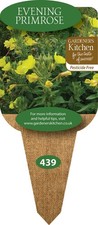Evening Primrose - 3 x 10cm Plug Herb Plants. (Oenothera