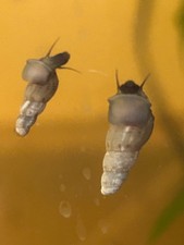 25 Live Malaysian Trumpet Snails. Many available Algae Eaters. Fast Ship.