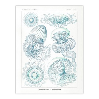 Aequoreidae Quallen Meereslebewesen Art Haeckel Wandbild Poster Druck