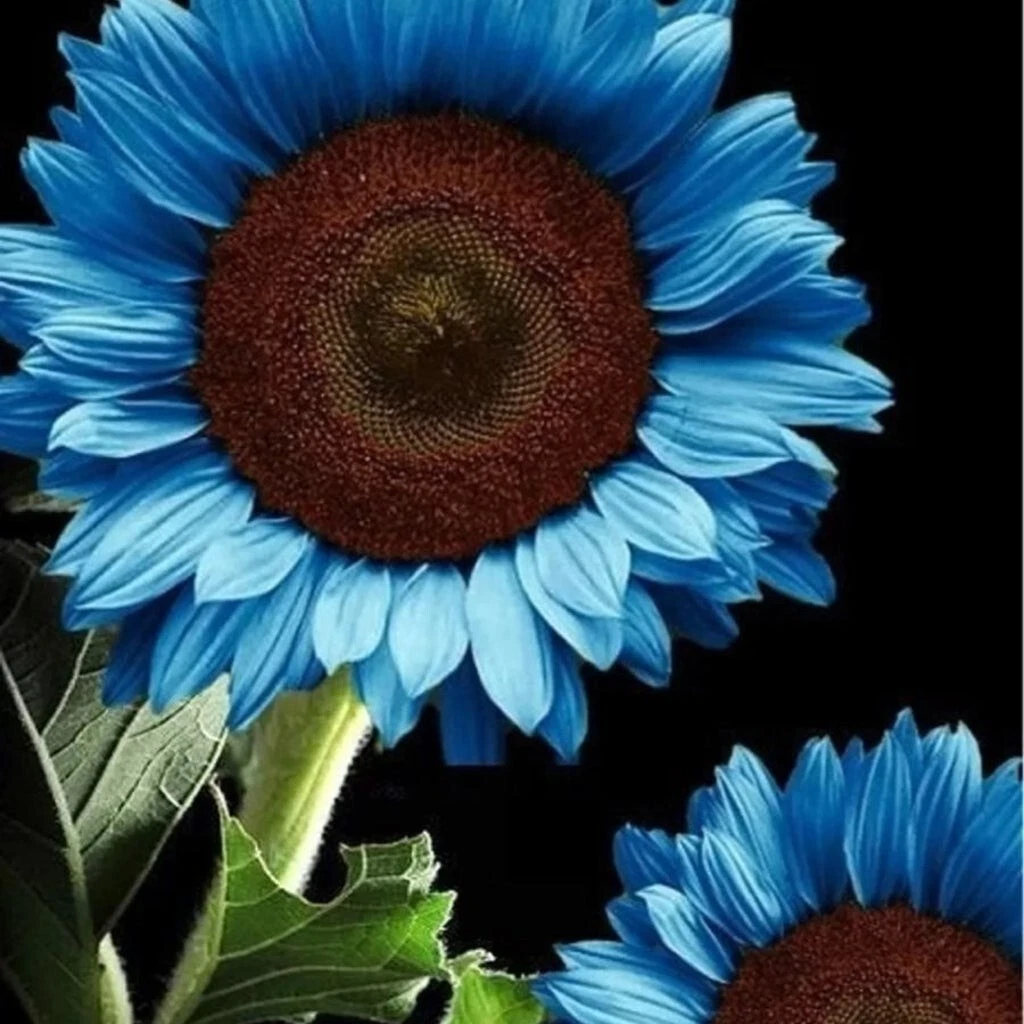 Blue sunflower deals