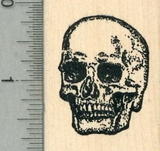 Human Skull Rubber Stamp, Anatomy Biology Series G34302 WM