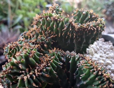 RARE Euphorbia ammak f. cristata   Spectacular Crested Coral Succulent