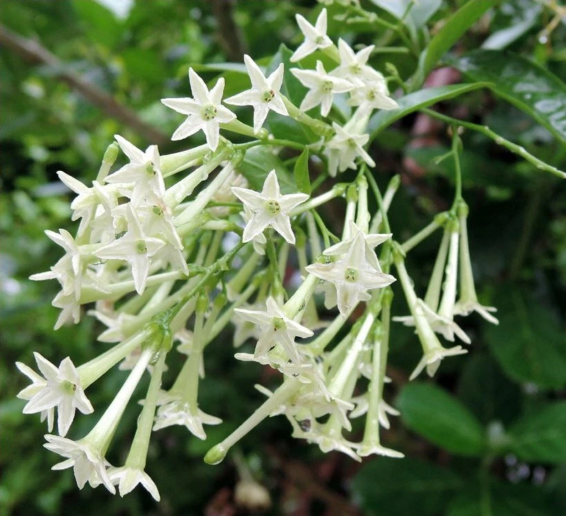 Night jasmine clearance