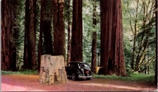 Dyersville California CA Redwood Grove Highway 101  Union Oil 76 no 30 Postcard
