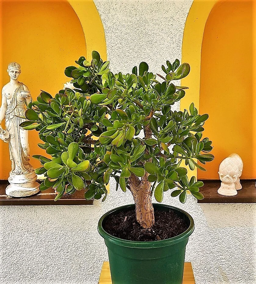 Pfennigbaum online kaufen | eBay.de