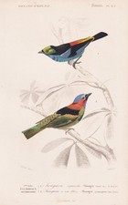 Tangara Cyanocephala Oiseau Gravure En Acier Orbigny 1861