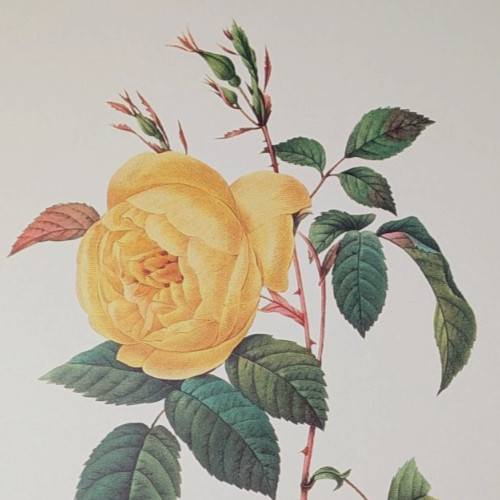 Vintage Rosa Indica Yellow Flower Botanical Print Redouté Bookplate 122