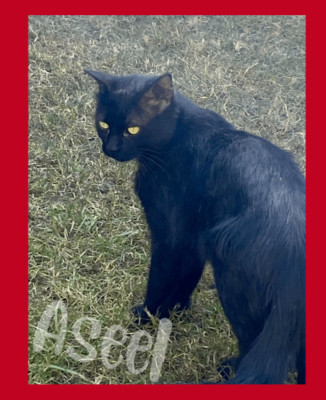 Mystical Feline Desktop Wallpaper | Elegant Black Cat Photo Back Ground