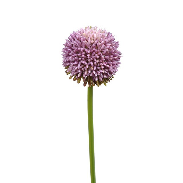 Allium Artificial Single Flower Stem Pink 55cm Tall