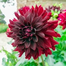 1 "Rip City" Decorative Dahlia - Large Size 1 Bulb - US Seller