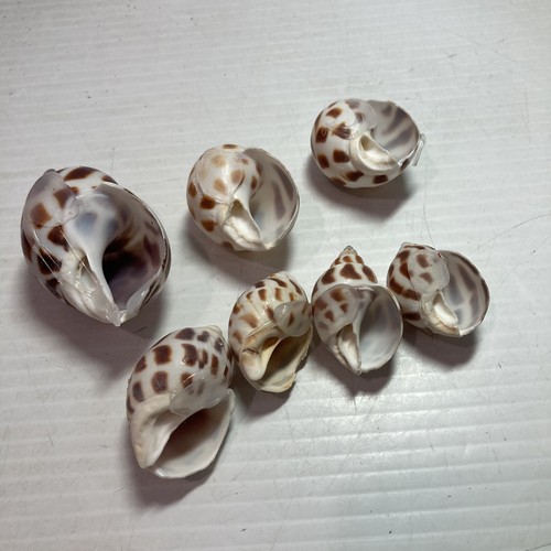 BABYLONIA SPIRATA SEA SHELLS 1.5" to 3" Lot of 7 - Imagen 3 de 7