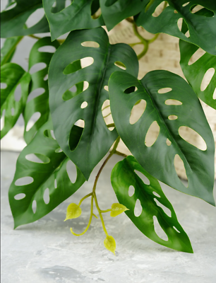 Decorative hanging plant Philodendron Monstera Adansonii Grolu, 16 40cm