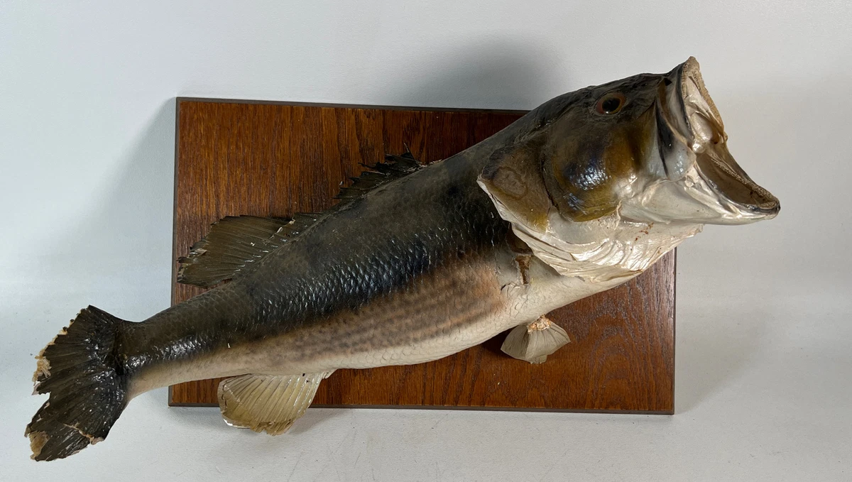 Vtg Real Skin Largemouth Bass Taxidermy / Wall Mount Cabin Fishing Fish 7  Pounds