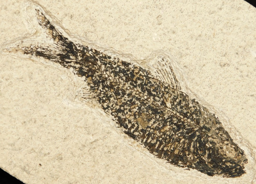 NICE! and 100% Natural Knightia FISH Fossil on Matrix Wyoming 357gr