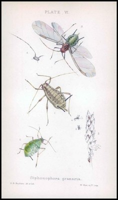 1881 Antique Lithograph APHID Insects Beetle SIPHONOPHORA GRANARIA (BA65)