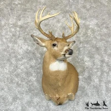 #29389 N | Whitetail Deer Taxidermy Shoulder Mount For Sale