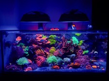 Ecotech Radion XR30 Shade 4 Sided