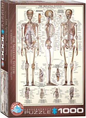 Eurographics The Skeletal System 1000-teiliges Puzzle 680 mm x 490 mm (Stück)