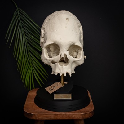Peruanisches längliches menschliches Schädelmodell | 3D-gedruckte Replik | Anthropologie Display