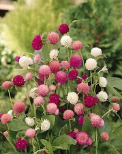 Gomphrena globosa Qis Mix   1,000 seeds