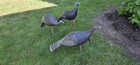 2001 And 1999 Sceery Inflatable Turkey Decoys  2 Hens  1 Jake- Hunting — photo 1