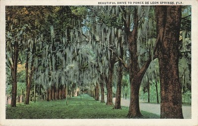 1924 Beautiful Drive to Ponce De Leon Springs Florida C.T. American Art Postcard