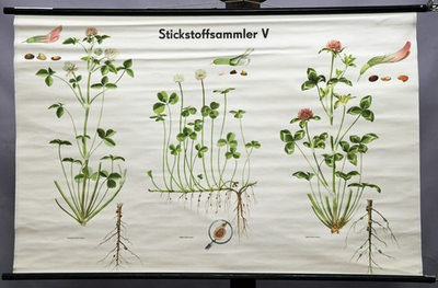 #ad old pull down wall chart nitrogen collector botany plants clover garden country $205.99
