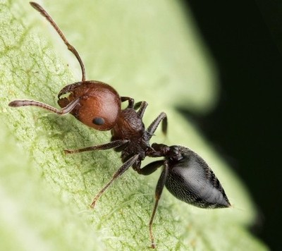 Care Video For Crematogaster Scutellaris 50-80w In A Cork Test Tube Queen Nest