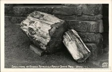 Vantage, Washington WA Specimans Ginkgo Petrified Forest State Park Vintage RPPC