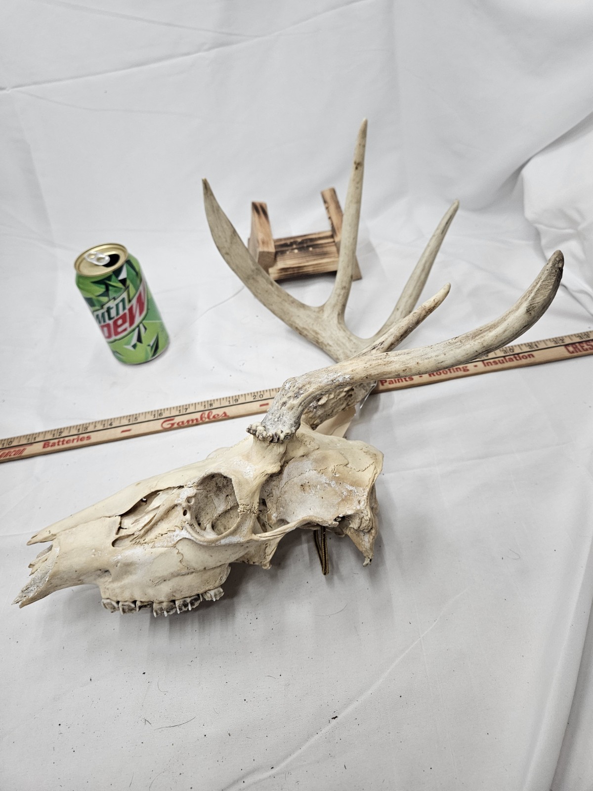 Wild Freak 6 Point Whitetail Deer Antler Rack Horn Skull European Mount Man Cave