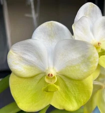 Vanda  Napporn Gold BS  orchid