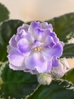 Cajun’s Pandemic Blues, African Violet Plant, Variegated Standard !! — photo 1