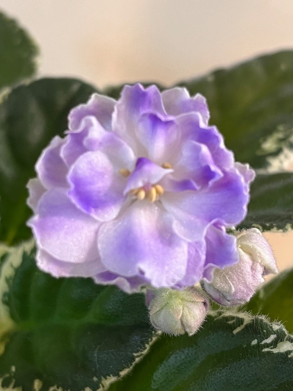 Cajun’s Pandemic Blues, African Violet Plant, Variegated Standard !!