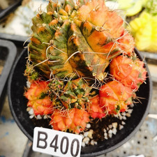 ----------  Ariocarpus-Copiapoa cinerea/Astrophytum asterias