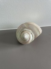 Coquille D’escargot De Mer