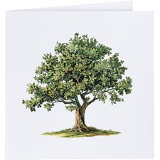 Grußkarten "Baum mit Gras" (GC049880)