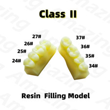 Dental Caries Decay Teeth Model Composite Resin Restore Tooth Simulate Class II