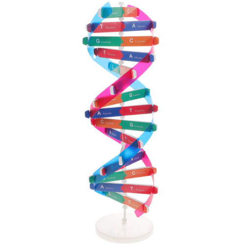  Support d'affichage ADN modèle auto-assemblé double hélice biologie - Photo 1/11