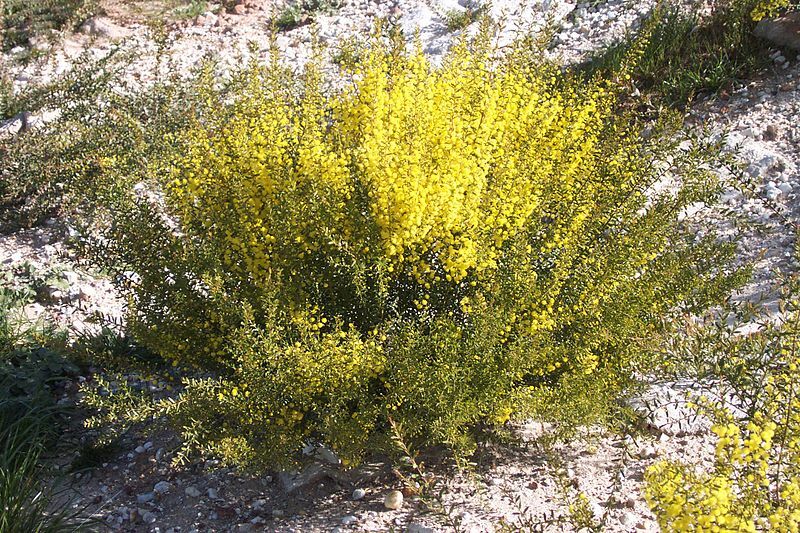 Gold Dust Wattle - Acacia acinacea - 30 Seeds | eBay Gold Dust Wattle - Acacia acinacea - 30 Seeds | eBay