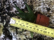 small potted indoor succulent plant