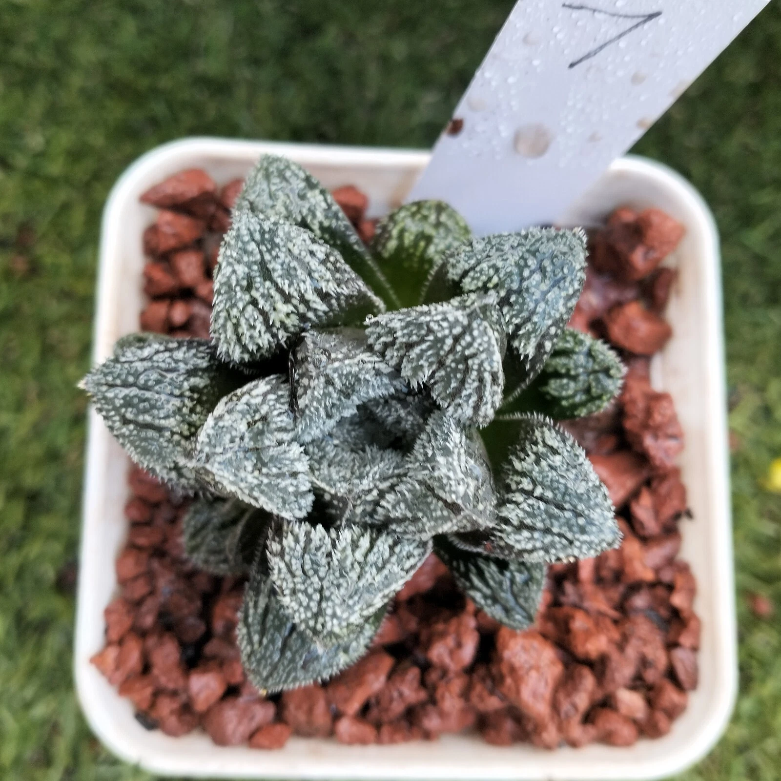 haworthia plant# 7 Succulent
Opens in a new window or tab