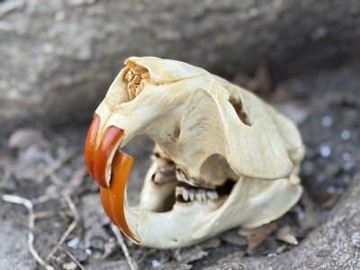 Professionally cleaned and degreased european skull mount. Beaver. 100% Wild