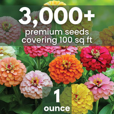 Zinnia California Giants - Large 1 Ounce Packet - 3,000 Flower Seeds for Plan... 384.64 per gallon