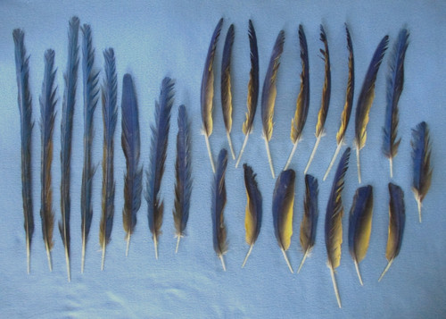 25 NATURALLY MOLTED BLUE-AND-GOLD MACAW FEATHERS