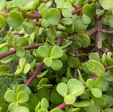 Green Jade like Elephant Bush Portulacaria afra 10 Succulent Cuttings 3-4"